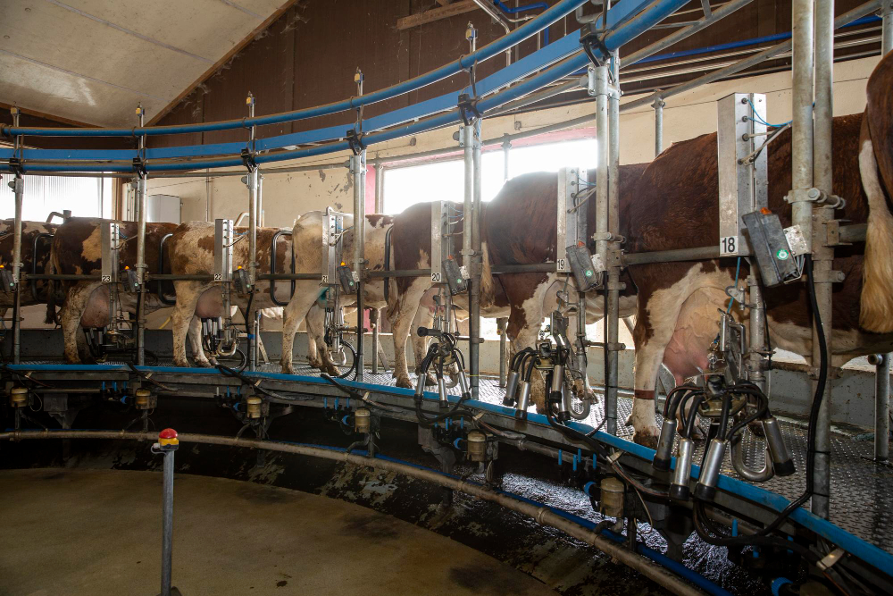 Rotary milking parlor