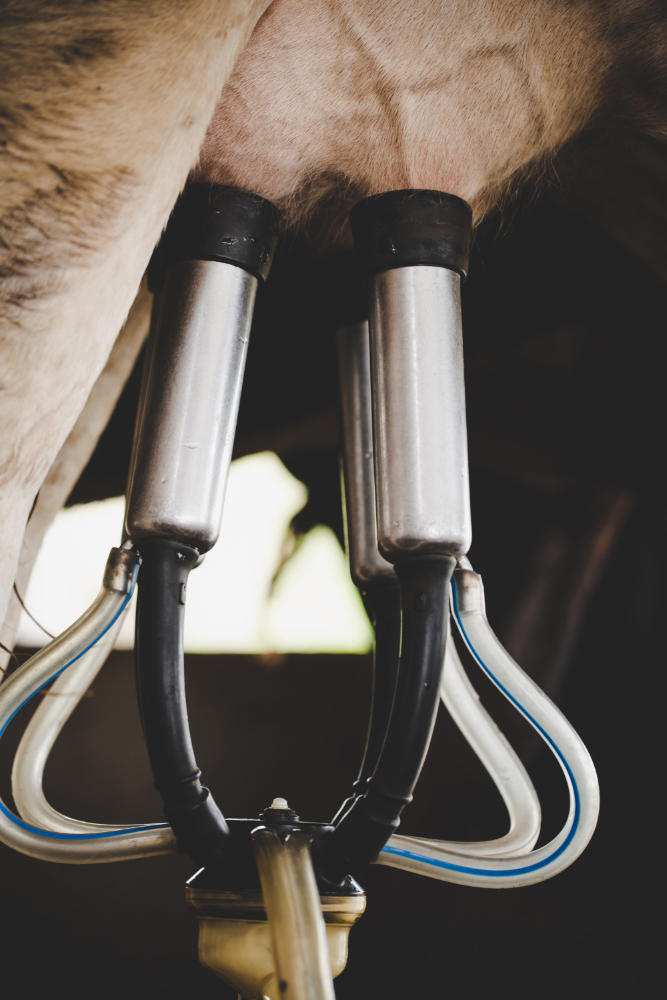 Precision milking technology
